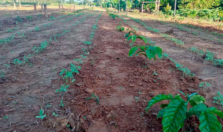 Emater Rondônia intensifica preparativos da Vitrine Tecnológica para a Rondônia Rural Show Internacional