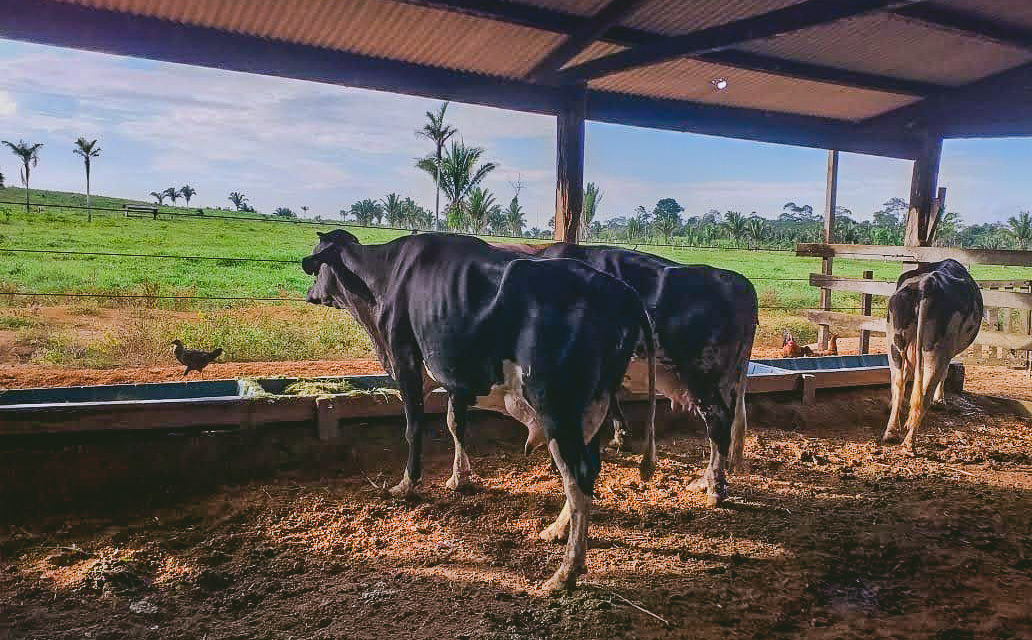 Projeto propõe ações de aprimoramento tecnológicos da atividade leiteira