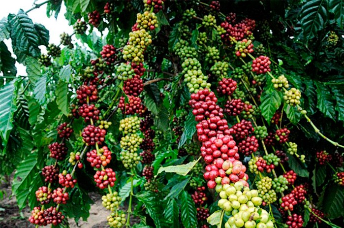 Mapeamento do café é tema de acordo de cooperação com a Conab
