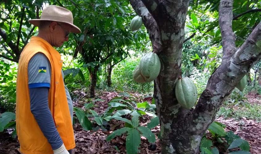 Trabalho da Idaron confirma ausência da monilíase do cacaueiro em Rondônia
