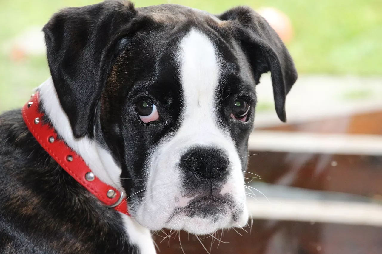 Nova fórmula proporciona maior eficácia no controle da dermatite atópica canina - News Rondônia