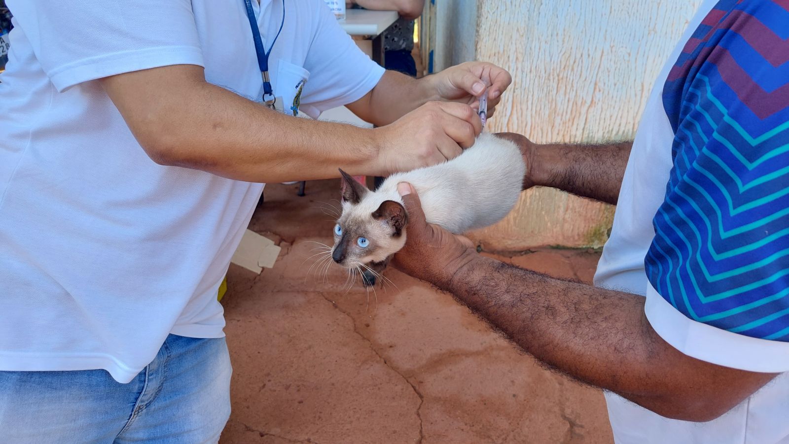 Este ano, o Dia D de vacinação antirrábica acontece em setembro