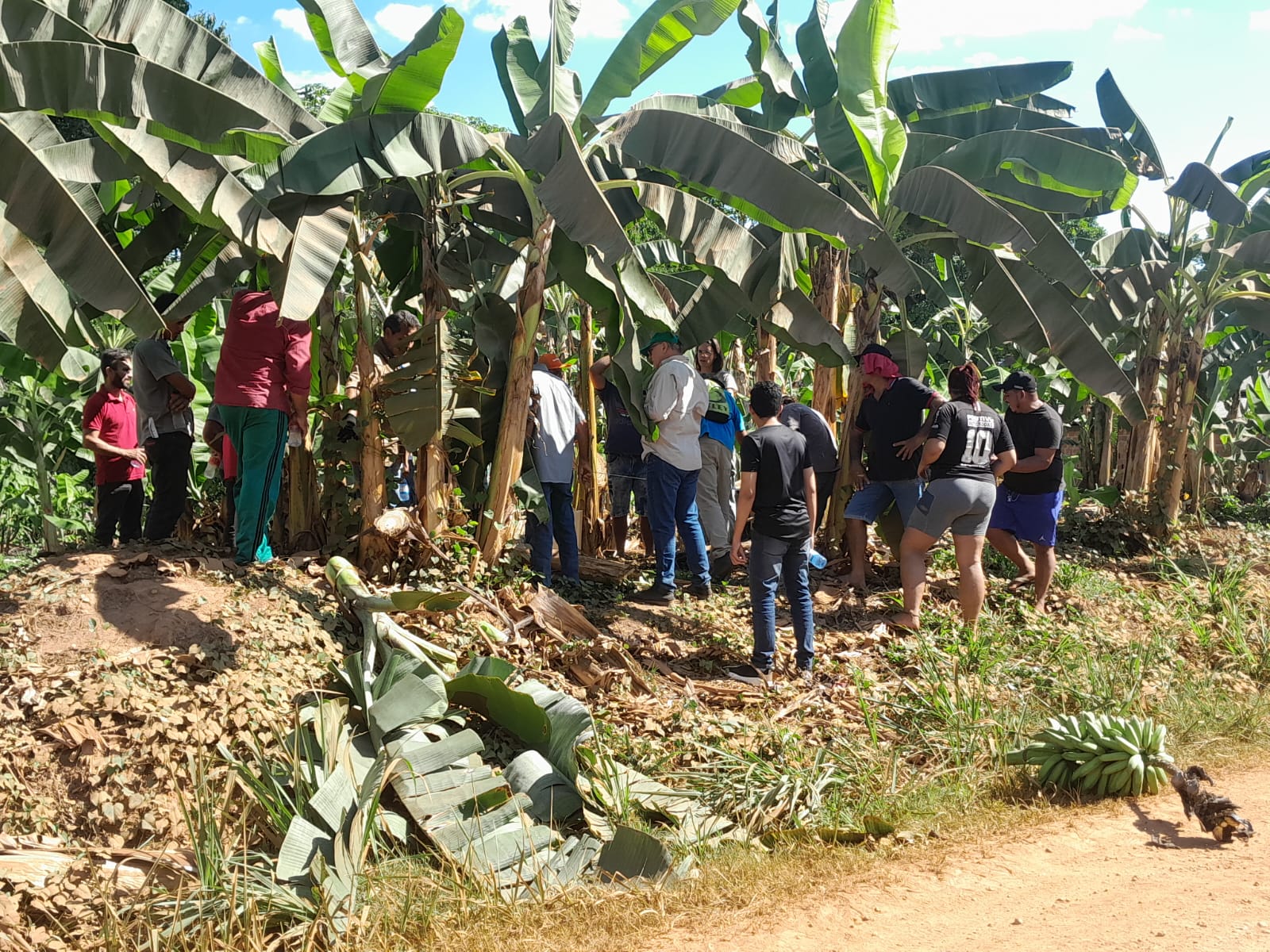 A pesquisadora Solange Costa, da Emater, coordenou uma visita a campo