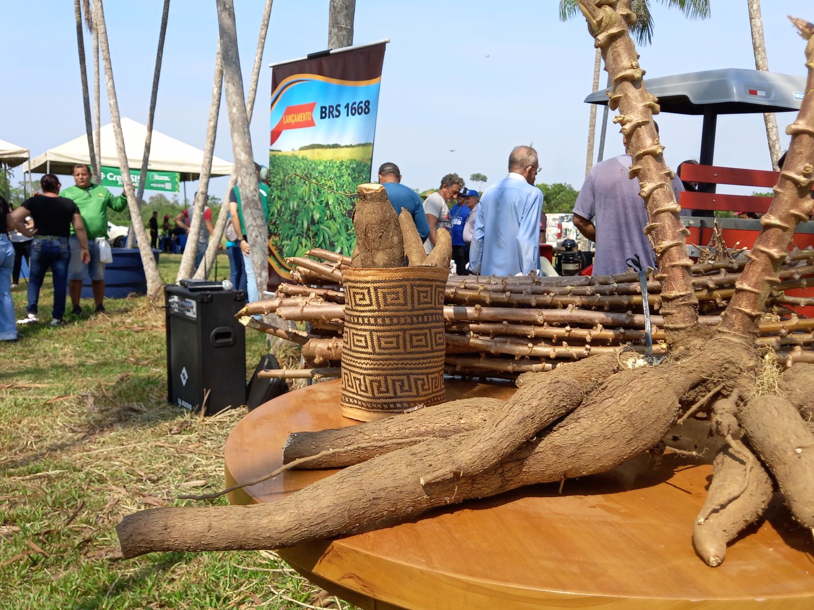 Primeira variedade de mandioca para Rondônia foi lançada no evento