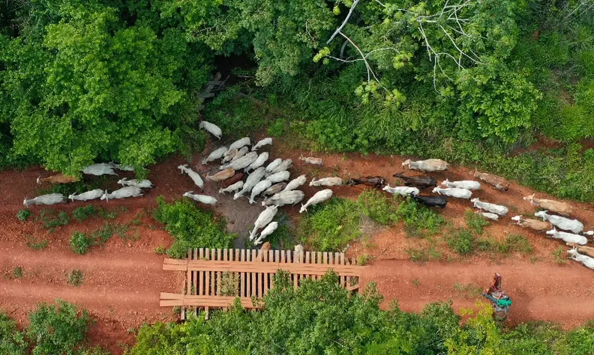 São Félix do Xingu (PA), 16/12/2025 -  A ação de desintrusão no território indígena Apyterewa, é realizada de forma integrada, com participação do Ministério dos Povos Indígenas, Funai, Abin, Ibama, Força Nacional, polícias Civil e Militar do Pará e da Agência de Defesa Agropecuária do estado.
Foto: Gilvan Alves/TV Brasil