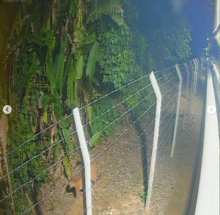 Presença ocasional de animais silvestres em áreas urbanas pode ocorrer em função da expansão da cidade