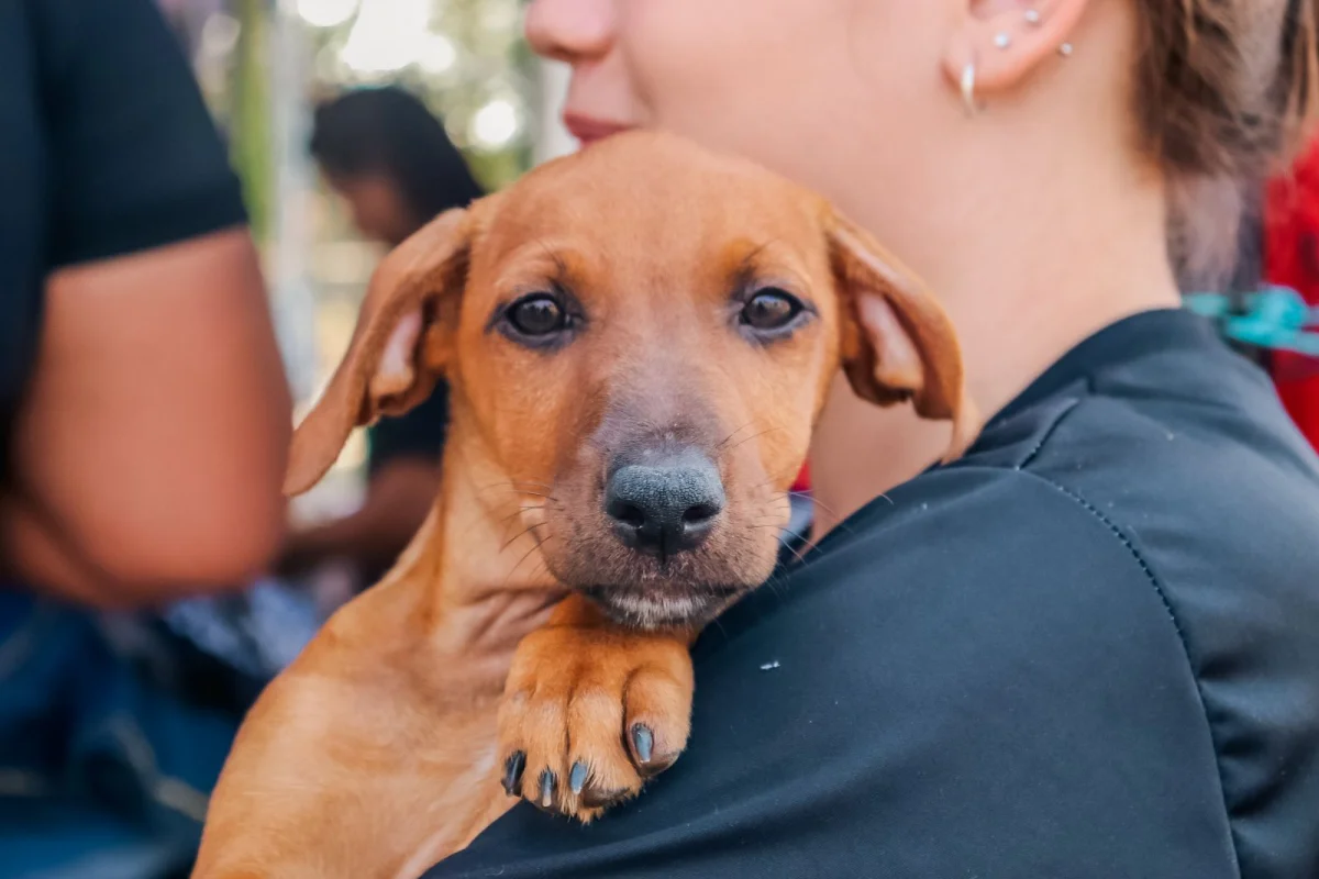 Abandono de animais em vias públicas gera riscos diretos ao animal e à coletividade