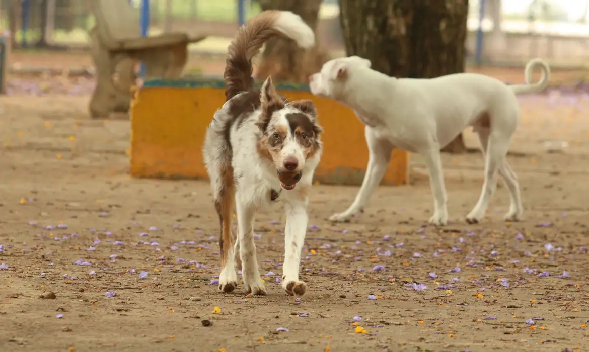 Tutores com cães no Parcão, espaço exclusivo para cachorros, na Praça Ayrton Senna do Brasil.