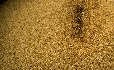 Colheita de soja, soja, grãos