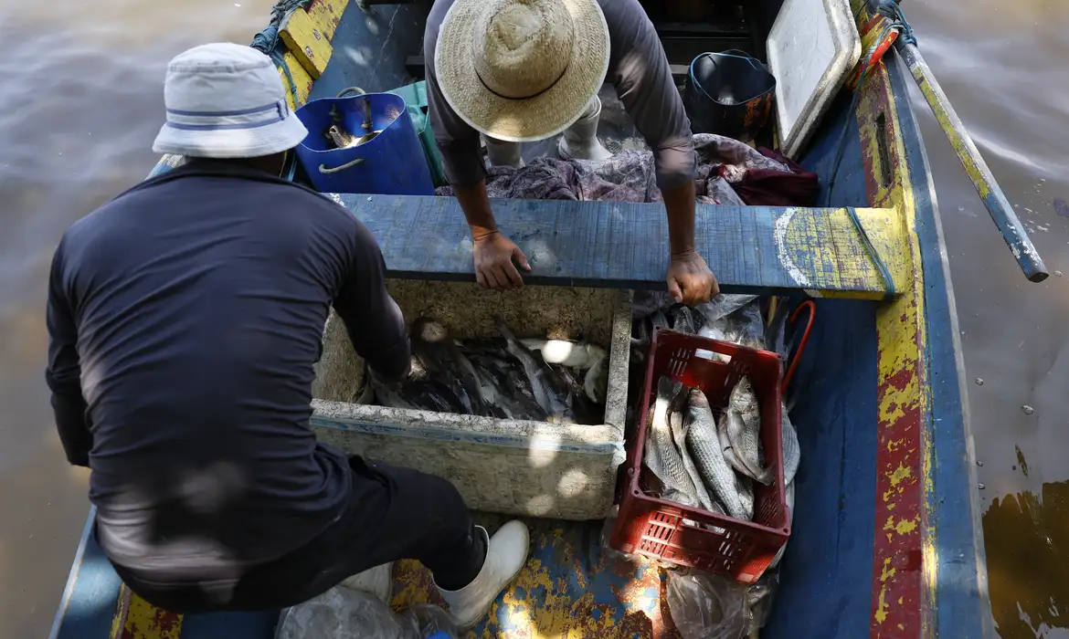 Magé (RJ), 16/10/2024 - Pesca artesanal da tainha na praia do Sossego, na Baía de Guanabara. Foto: Fernando Frazão/Agência Brasil