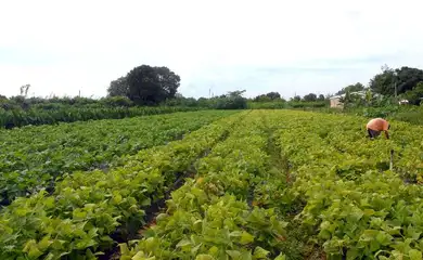 lavoura agricultura familiar