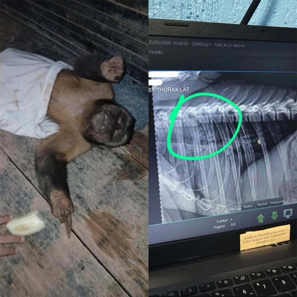 Macaco foi encontrado com coluna quebrada em RO — Foto: Reprodução/Redes Sociais