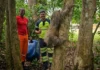 Preguiça resgatada à beira da morte na BR-364 se recupera e volta à natureza