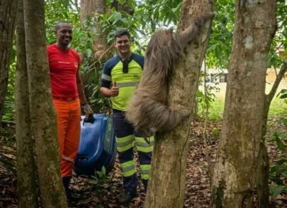 Preguiça resgatada à beira da morte na BR-364 se recupera e volta à natureza